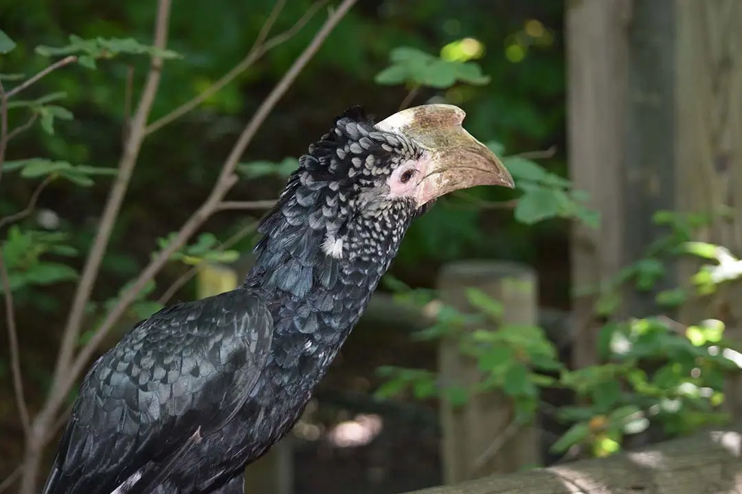 Silvery-cheeked Hornbill Large